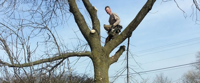 This is tree trimming image