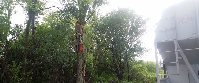 This is tree removal Image