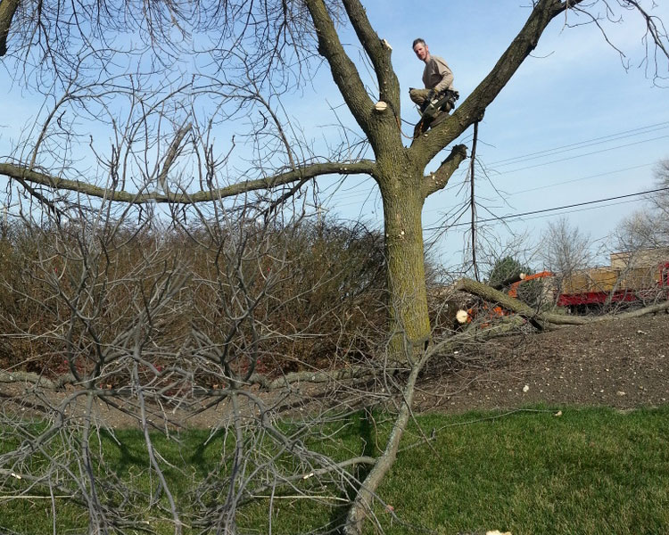 This is Tree Trimming Image