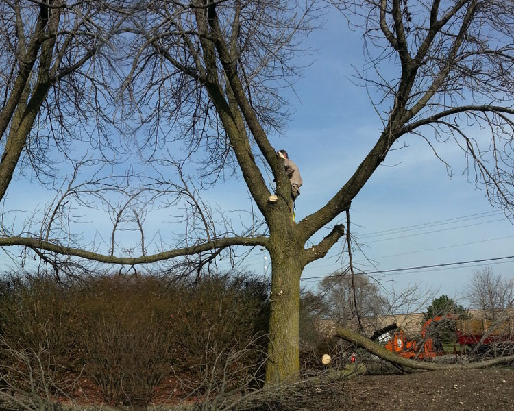 This is traditional tree Removal Image