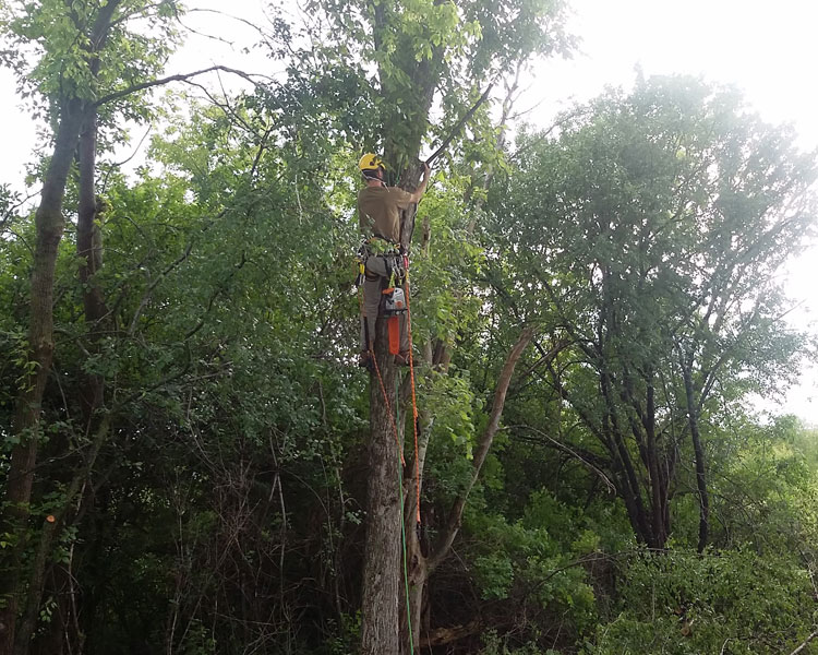 This is traditional tree Climbing Image