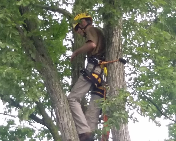 This is traditional tree cutting Image